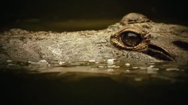 Crocodilo Espera Vítima Antes Ataque Crocodilos Crocodilia São Grandes Répteis — Vídeo de Stock