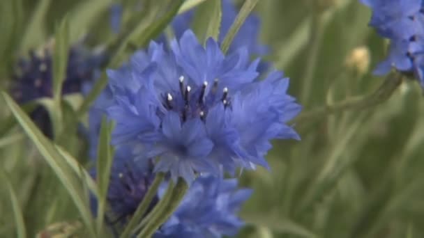 Fleurs Champ Bleuets Centaurea Cyanus Bleuet Une Plante Annuelle Bisannuelle — Video