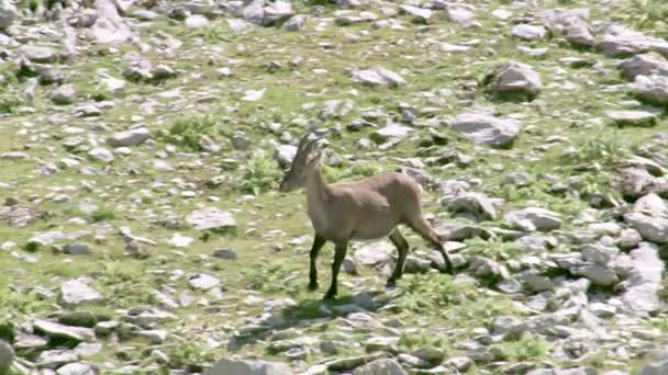 Chamois Rupicapra Rupicapra Ett Klövdjur Djurets Latinska Namn Betyder Bokstavligen — Stockvideo