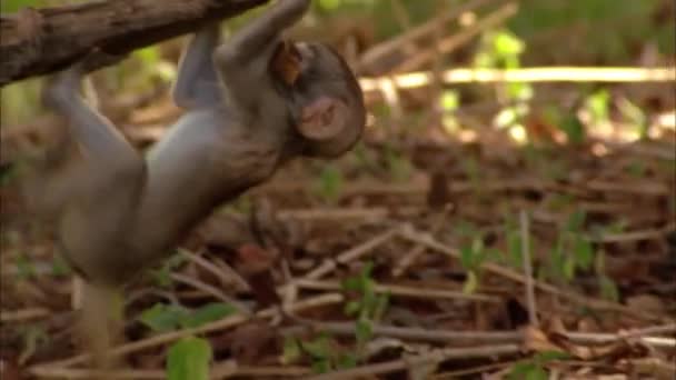 Macaquinho Está Brincar Numa Árvore Jogo Infantil — Vídeo de Stock