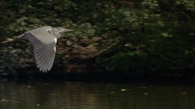 Uçuş sırasında Gri Heron (Ardea cinerea). Uzun bacaklı, uzun boyunlu, yukarıdan gri, aşağıdan beyaz, oldukça uzun ve keskin gagalı bir kuştur..