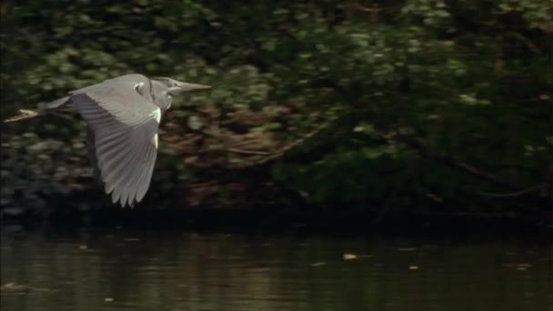 Grey Heron Ardea Cinerea Flygningen Det Långbent Långhalsad Fågel Grå — Stockvideo