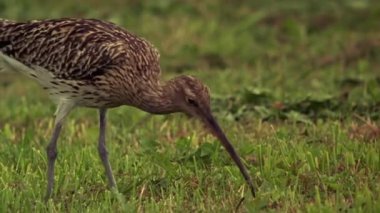 Large Curlew (Lat. Numenius arquata). Bataklık ve diğer ıslak bölgelerdeki yuva Büyük Curlew 'in karakteristik özelliği uzun ve eğri bir gagadır..