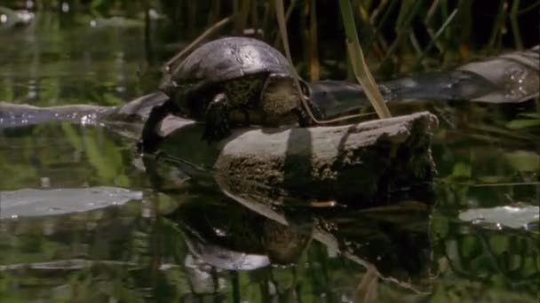 European Marsh Turtle Lat Emys Orbicularis Lives Forest Steppe Forest — Stock Video