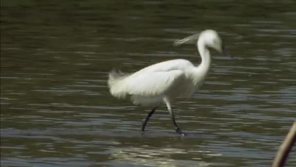 Garzetta Minore Lat Egretta Garzetta Ampiamente Diffusa Nel Clima Caldo — Video Stock