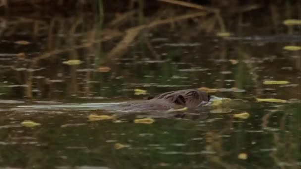 通常のビーバー ラテン語 River Bever ラテン語 Castor Fiber 半水棲のネズミ目の哺乳動物である 旧世界の動物相の最大のげっ歯類とCapybar後の2番目に大きいげっ歯類 — ストック動画