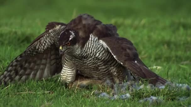 Jastrząb Północny Gatunek Drapieżnego Ptaka Rodziny Jastrzębi Goshawk Rozproszony Europie — Wideo stockowe