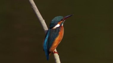Kingfisher ya da mavi Kingfisher (lat. Alcedo serçeden biraz daha büyüktür. Balıkçılar yuva yapmak için dik kıyıları seçer ve civcivlerini yumurtadan çıkardıkları yerde bir çukur kazarlar.. 