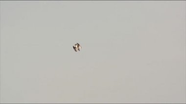 Osprey. Diyet tamamen balıktan oluşur. Kurban fark edildiğinde, kuş hızla iner, bacaklarını öne uzatır, kanatlarını geri çeker ve bacakları öne doğru suya batar..