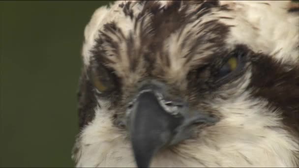 オスプレイ 食事は魚で構成されています 被害者が検出されると 鳥はすぐに降りてきて足を前に出し 羽を後ろに引っ張り 足で水に沈みます — ストック動画