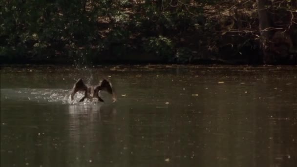 Cormoran Lat Phalacrocorax Essayant Décoller Ils Vivent Sur Les Côtes — Video