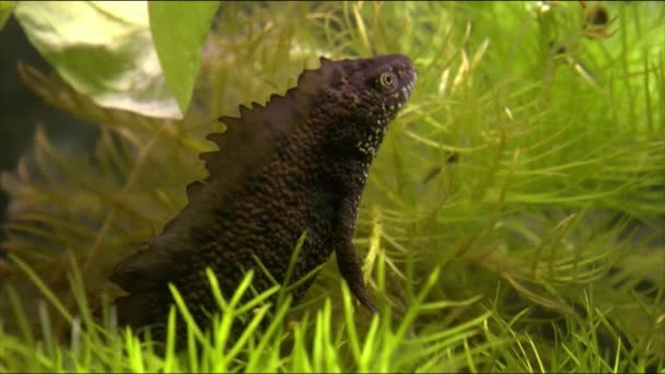 Northern Crested Newt Great Crested Newt Wrt Net Triturus Cristatus — Stock Video