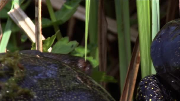 Tortuga Pantano Europea Lat Emys Orbicularis Vive Áreas Bosque Estepa — Vídeos de Stock