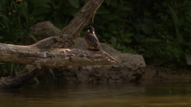 Gewone Ijsvogel Blauwe Ijsvogel Lat Alcedo Iets Groter Dan Een — Stockvideo