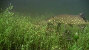 Pike (Esox lucius), turna balığıdır. Avrasya ve Kuzey Amerika 'nın tatlı sularında dağıtılır. Genellikle kıyı şeridinde, çalılıklarda, akmayan sularda yaşar..