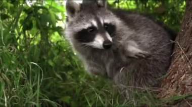 Rakun poloskun, ya da Amerikan rakunu (Procyon lotor). Rakunlar ön pençeleriyle nesneleri yakalayıp tutabilir. Buna yemek yıkamak da dahil. Rakunun kürkü kalın, kahverengimsi gridir..
