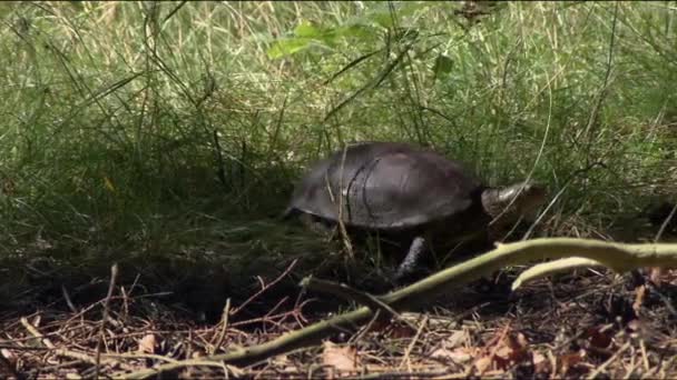 Żółw Bagienny Lat Emys Orbicularis Mieszka Lasach Stepach Stepach Leśnych — Wideo stockowe