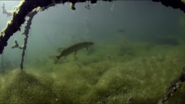 Pike Esox Lucius Ryba Čeledi Štiky Distribuován Sladkých Vodách Eurasie — Stock video