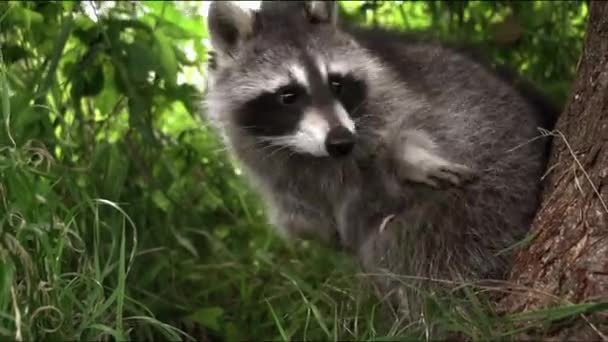 Raccoon Poloskun Guaxinim Americano Procyon Lotor Guaxinim Pode Agarrar Segurar — Vídeo de Stock