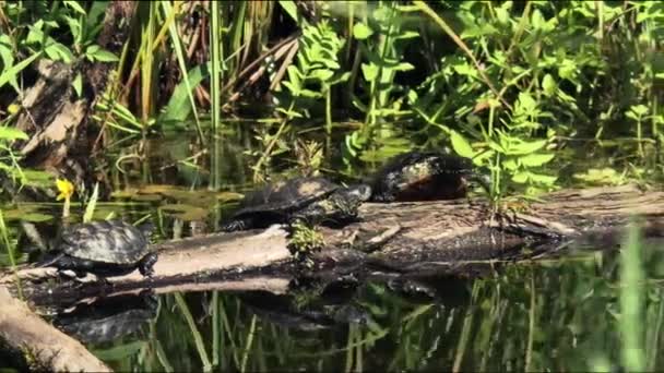 Europejskie Żółwie Bagienne Pławią Się Słońcu Żyję Leśny Stepowy Leśno — Wideo stockowe