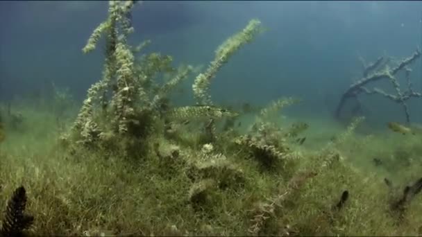 Pike Esox Lucius Peixe Família Pike Distribuído Águas Doces Eurásia — Vídeo de Stock