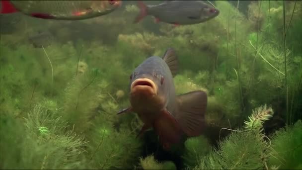 Peixe Tenca Uma Espécie Peixe Actinopterígeo Família Cyprinidae Lin Prefere — Vídeo de Stock