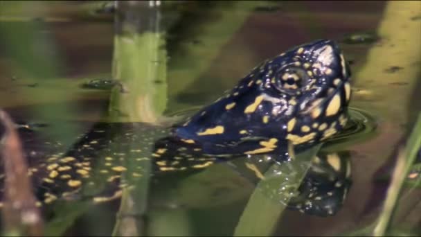 Les Tortues Des Marais Européennes Prélassent Soleil Vit Dans Les — Video