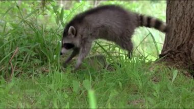 Rakun poloskun, ya da Amerikan rakunu (Procyon lotor). Rakunlar ön pençeleriyle nesneleri yakalayıp tutabilir. Buna yemek yıkamak da dahil. Rakunun kürkü kalın, kahverengimsi gridir..