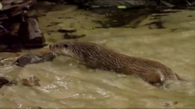 Su samuru ya da su samuru, Martens familyasından yırtıcı bir memeli türüdür. Aerodinamik şekilli, uzun, esnek bir vücudu olan büyük bir hayvan..