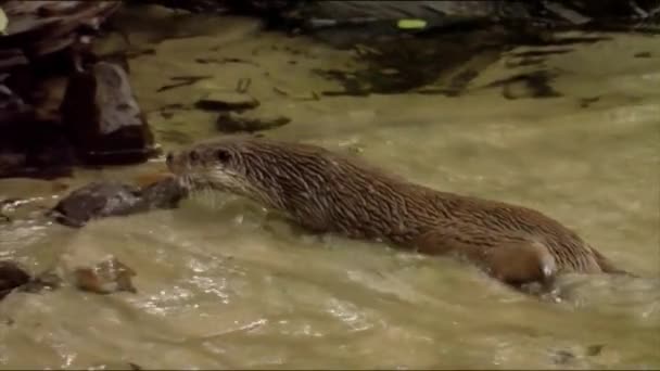 カワウソ River Otter またはカワウソ Common Otter マルテン科の捕食哺乳類の一種であり 半水生生物である 流線型の細長い柔軟な体を持つ大型動物 — ストック動画