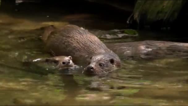 River Otter Common Otter 마르텐과의 포유류의 일종으로 생활을 이끌고 유선형으로 — 비디오