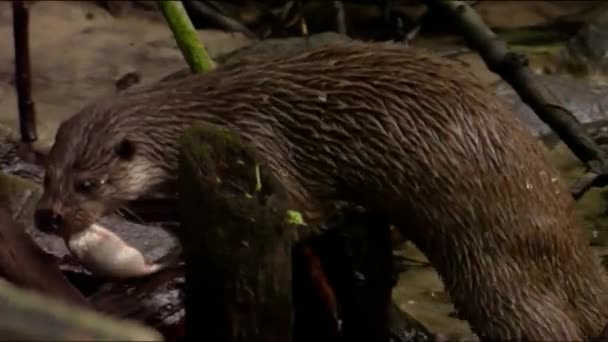 カワウソ River Otter またはカワウソ Common Otter マルテン科の捕食哺乳類の一種であり 半水生生物である 流線型の細長い柔軟な体を持つ大型動物 — ストック動画