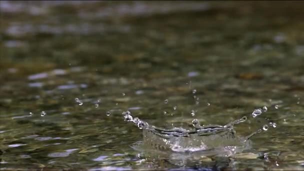 Közönséges Kingfisher Vagy Kék Kingfisher Lat Alcedo Ebben Valamivel Nagyobb — Stock videók