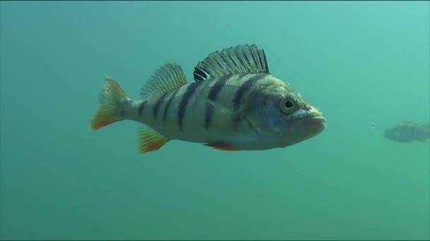 The river perch, is a species of ray-finned fish in the freshwater perch family (Percidae). Perch is a predatory fish: other freshwater fish occupy a significant share in the diet of adult perch — Stock Video