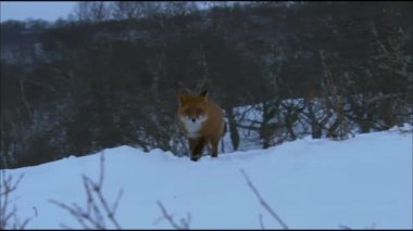 Karda tilki. Tilki (