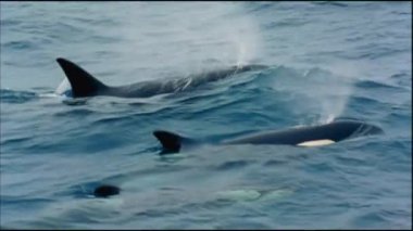 Katil balina (Orcinus orca). Kamçatka Yarımadası yakınlarındaki su alanı, Avacha Körfezi..