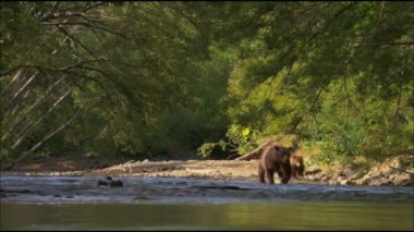 Kahverengi ayı ya da sıradan ayı (Lat. Ursus arktos, ayı ailesinin en büyük kara yırtıcılarından biri olan yırtıcı bir memelidir. Ayı avı