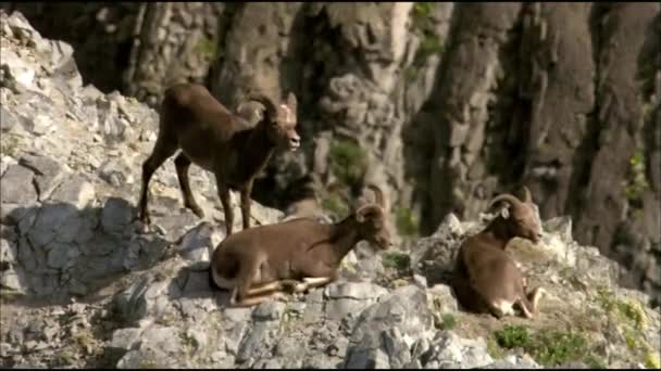 Sníh ovce je zvíře, které patří do rodiny artiodactyl. Nazývá se také hustý roh nebo Chub, ale název sníh, přesně charakterizuje obyvatele zasněžených vrcholků — Stock video