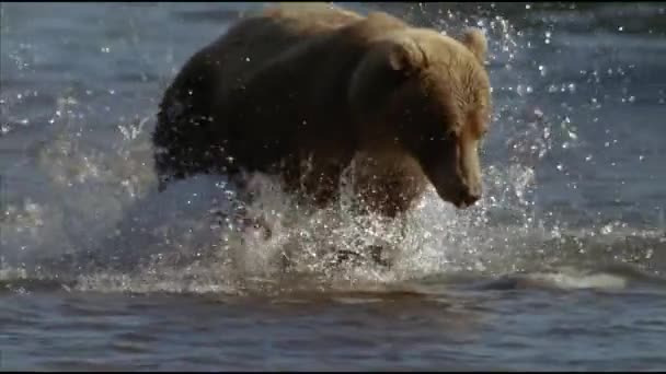 棕熊，或普通的熊。熊科动物（Ursus arctos）是熊科的食肉哺乳动物，是世界上最大的陆地掠食者之一。熊捕渔 — 图库视频影像