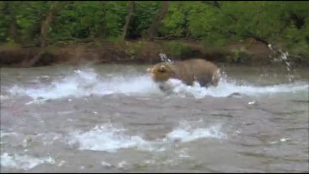 Orso bruno, o orso ordinario (Lat. Ursus arctos) è un mammifero predatore della famiglia degli orsi; uno dei più grandi predatori terrestri. Pesca dell'orso — Video Stock