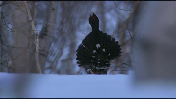 De zwarte korhoen ("Lyrurus tetrix") is een vogel uit de familie van de korhoenders ("Lyrurus"). Doel van de jacht. — Stockvideo