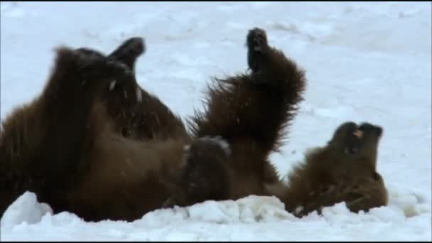 Braunbär oder Normalbär (lat. Ursus arctos) ist ein räuberisches Säugetier aus der Bärenfamilie; eines der größten Landraubtiere. — Stockvideo