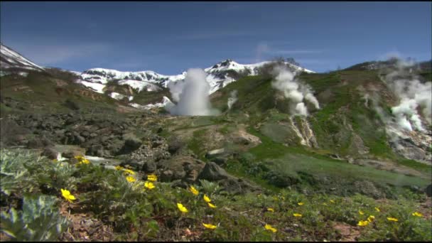 Frühlingsblumen von Kamtschatka. Der Dampf der Geysire. Blumen und Lava des Vulkans. Tal der Geysire. Kronotsky State Nature Reserve. — Stockvideo