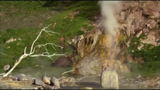 El vapor de los géiseres. Lava congelada del volcán. Valle de los Géiseres. Reserva Natural Estatal de Kronotsky. Península de Kamchatka, Rusia . — Vídeo de stock