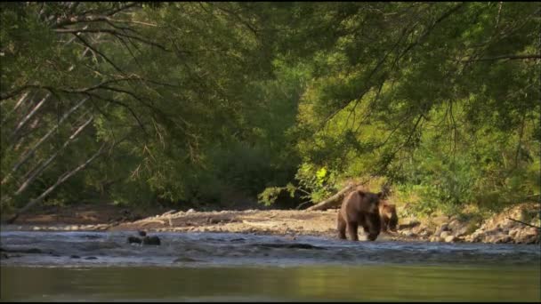 Oso Pardo Oso Ordinario Lat Ursus Arctos Mamífero Depredador Familia — Vídeo de stock