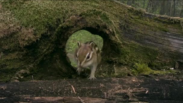 Siberische eekhoorn (Lat. Tamias sibiricus). De eekhoorns omvatten 25 soorten, waarvan de meeste in Noord-Amerika leven, met uitzondering van één Euraziatische soort - de Siberische eekhoorn. — Stockvideo