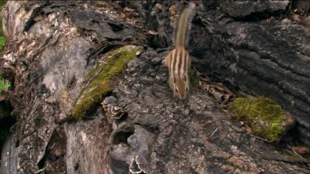 Сибирский бурундук (лат. Tamias sibiricus). Бурундуки включают 25 видов, большинство из которых живут в Северной Америке, за исключением одного евразийского вида - сибирского бурундука.. — стоковое видео