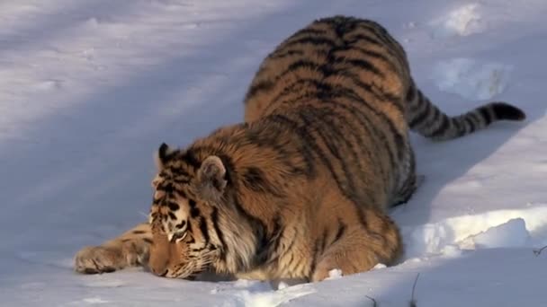 Amur nebo tygr Ussuri, nebo tygr z Dálného východu (Lat. Panthera tigris altaica) je poddruh tygra, nejsevernějšího tygra. Uvedeno v červené knize — Stock video