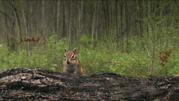 Sibiřský chipmunk (Lat. Tamias sibiricus). Chipmunk zahrnuje 25 druhů, z nichž většina žije v Severní Americe, s výjimkou jednoho euroasijského druhu - sibiřského chipmunku. — Stock video