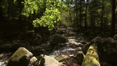 Taygadaki nehir. Küçük bir nehir eşiği. Vahşi doğa. Yaz. 
